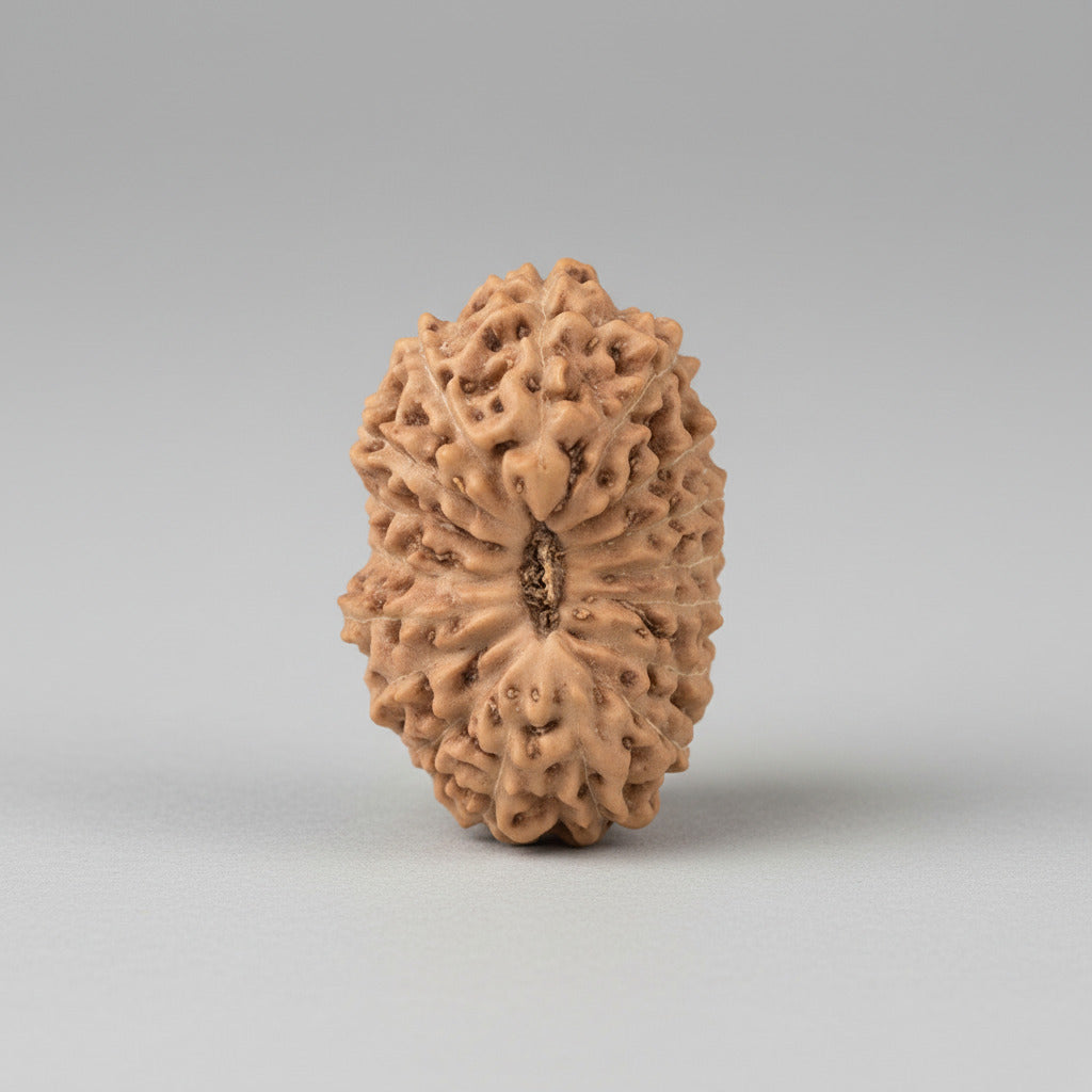 17 Mukhi from Java Indonesia Large