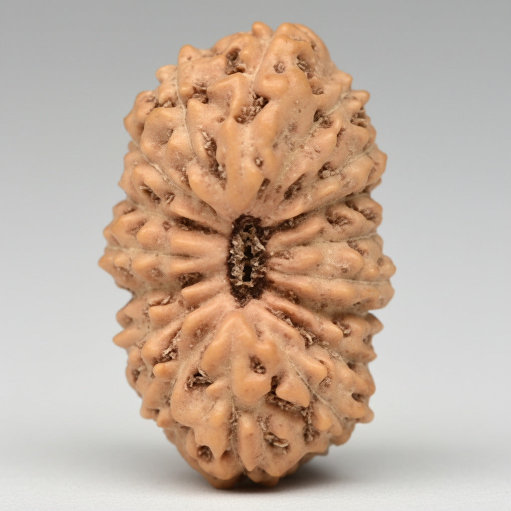 17 Mukhi from Java Indonesia Small