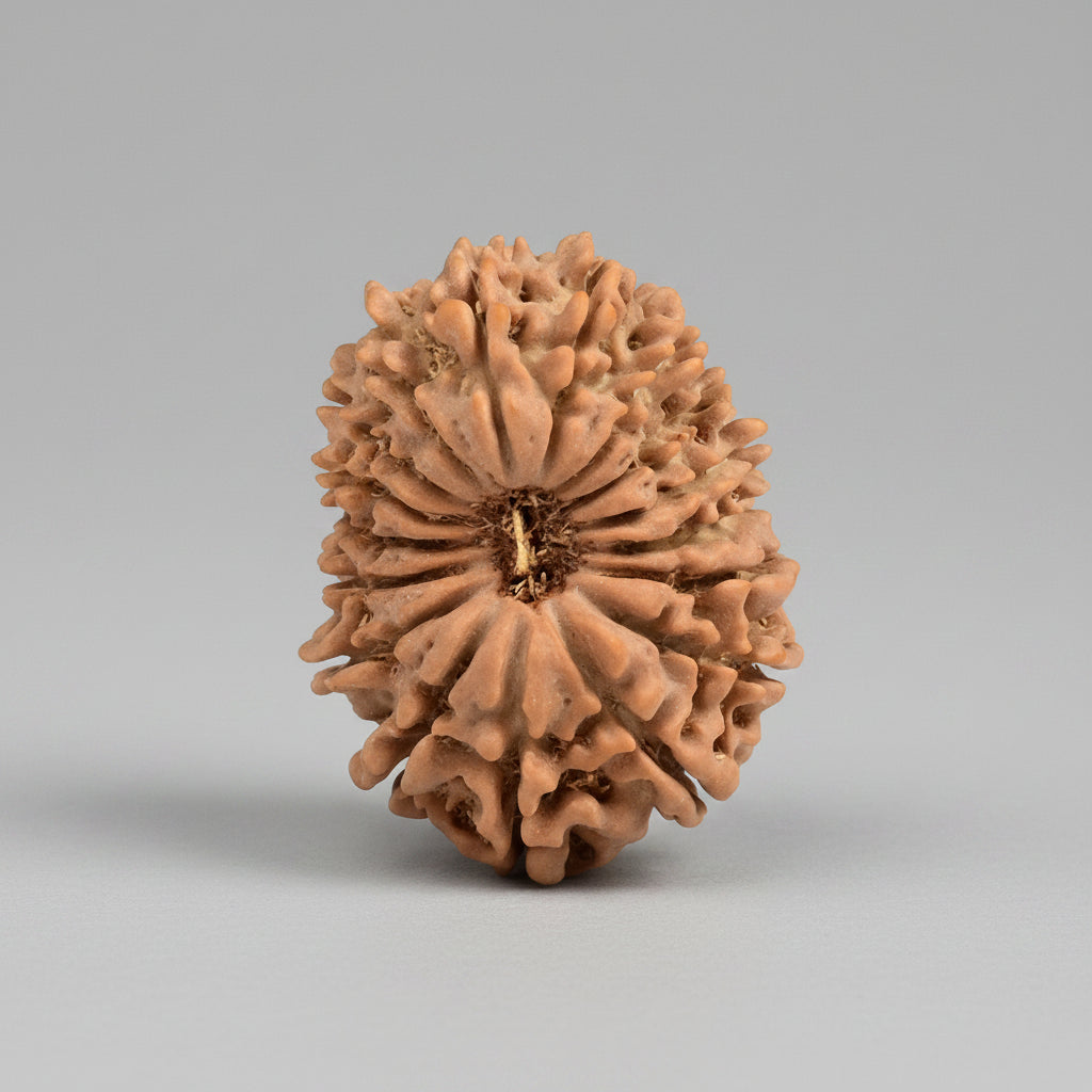 17 Mukhi Rudraksha from Nepal | 25 mm | Certified