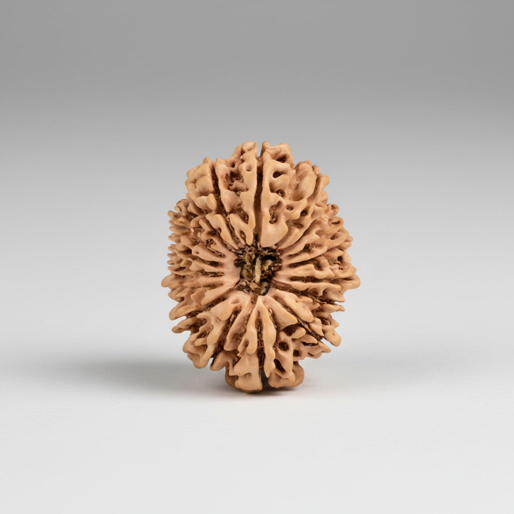 17 Mukhi from Nepal Large
