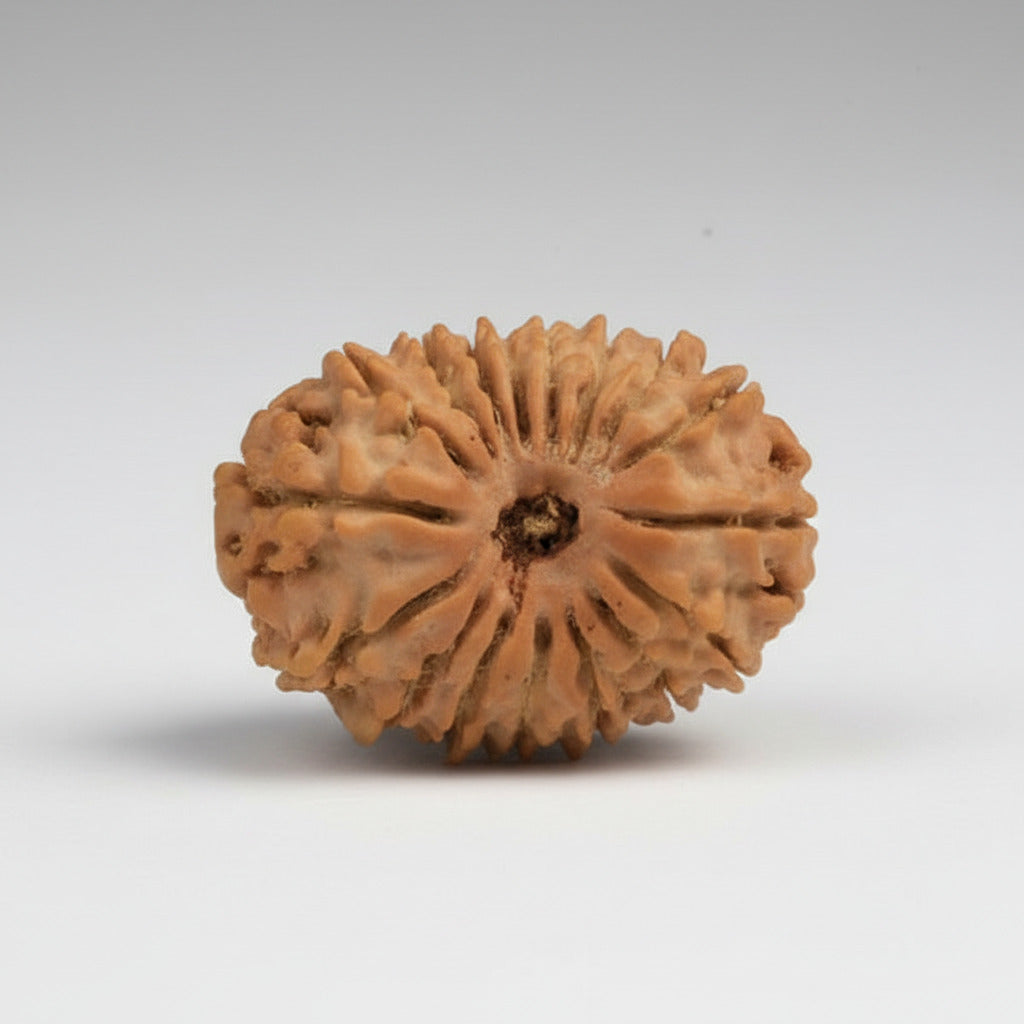 17 Mukhi from Nepal Small