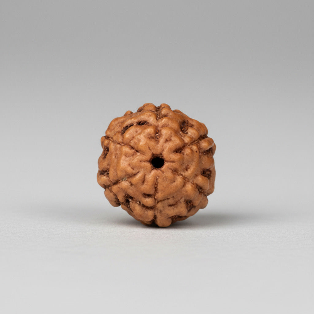 Six Mukhi from Java Indonesia Large