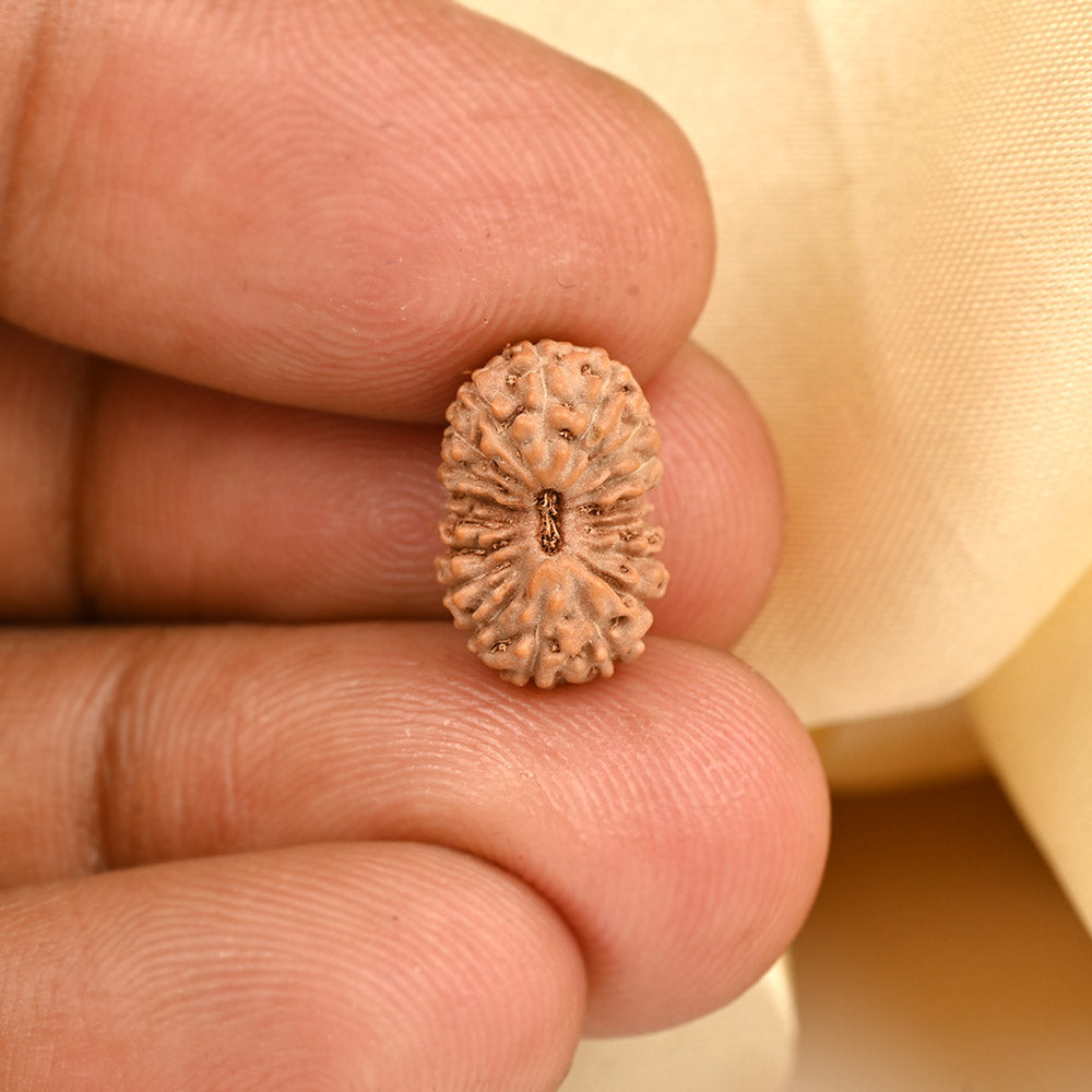 18 Mukhi Rudraksha Bead – Java Indonesian | 14mm |
