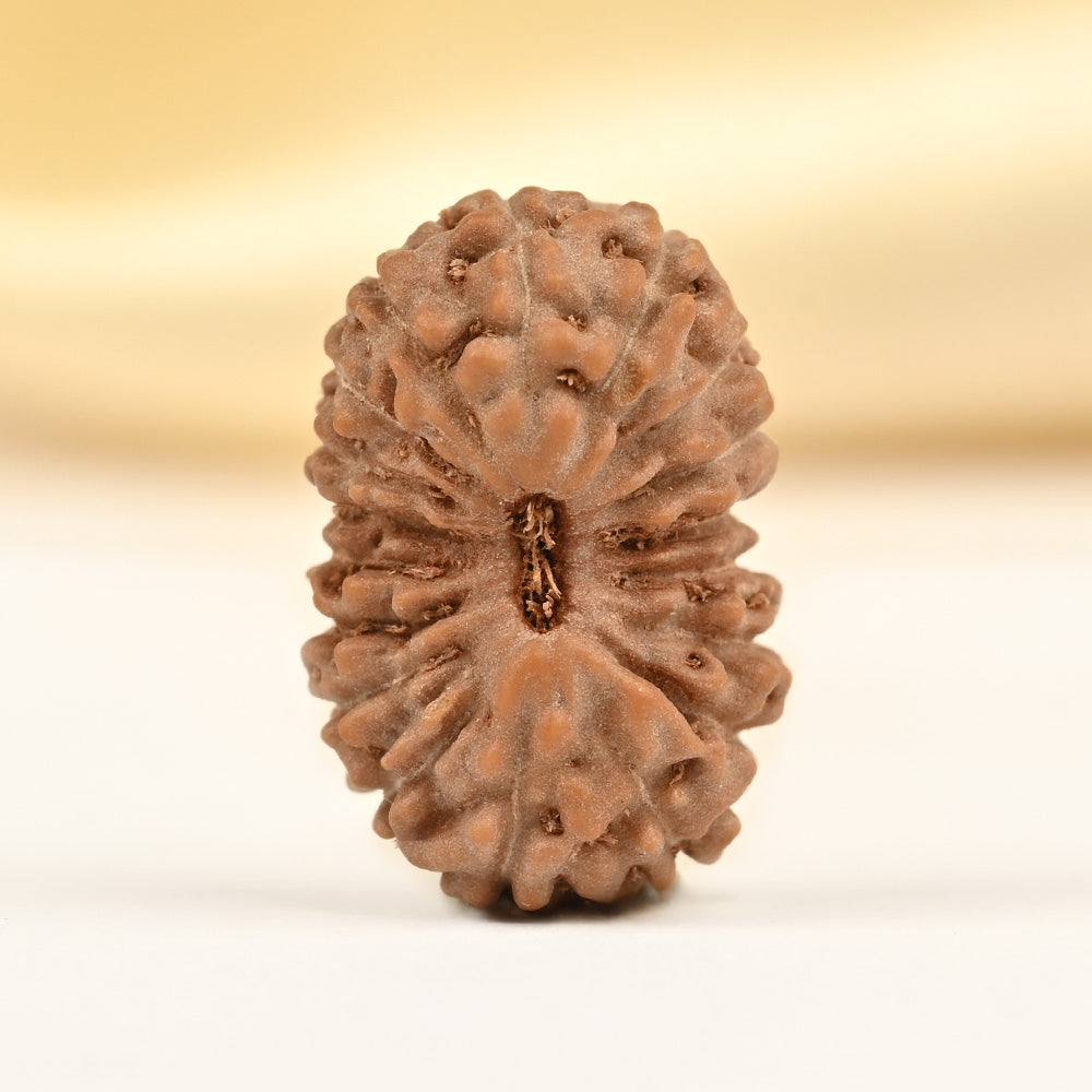 18 Mukhi Rudraksha Bead – Java Indonesian | 14mm | mani monk