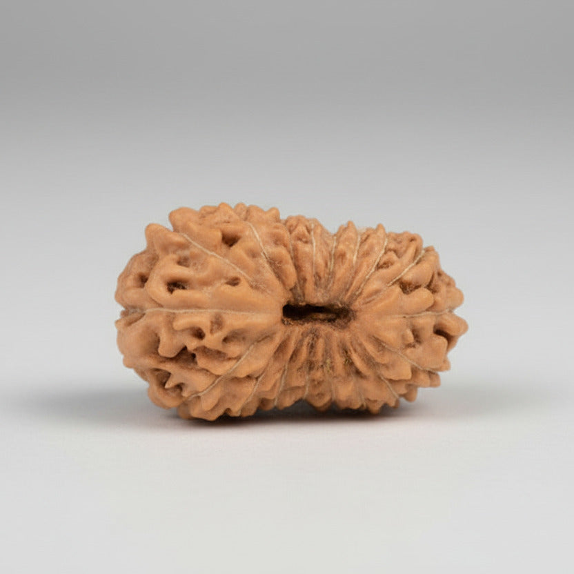 18 Mukhi from Java Indonesia