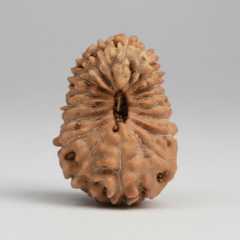 18 Mukhi from Java Indonesia Large