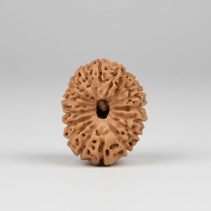 18 Mukhi from Java Indonesia Small
