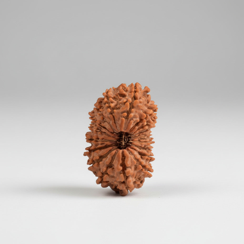18 Mukhi from Nepal Large