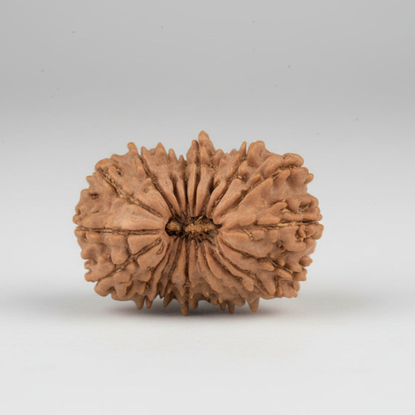 18 Mukhi from Nepal Small