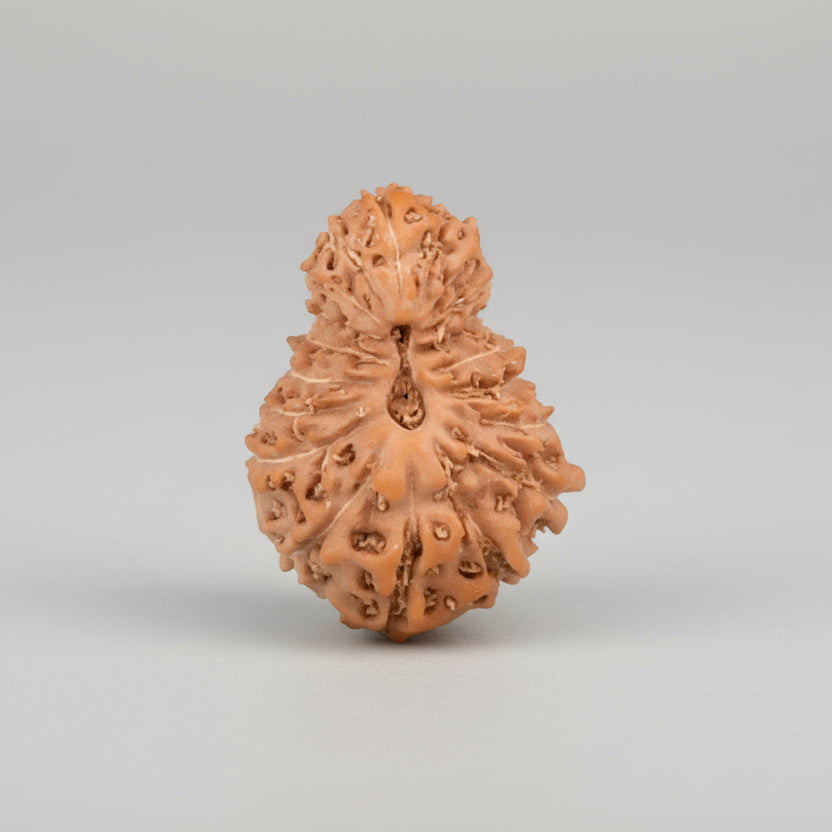 19 Mukhi from Java Indonesia