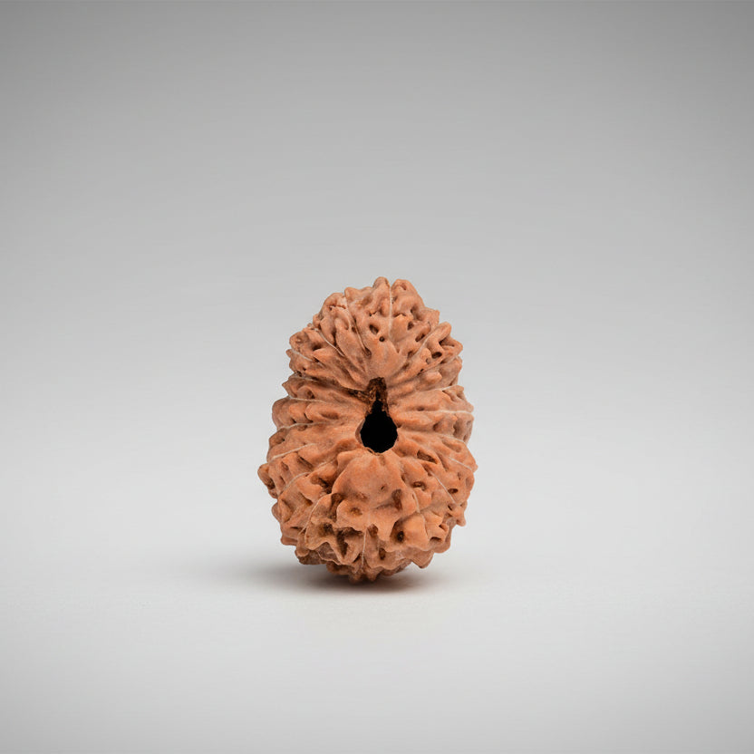 19 Mukhi from Java Indonesia Large