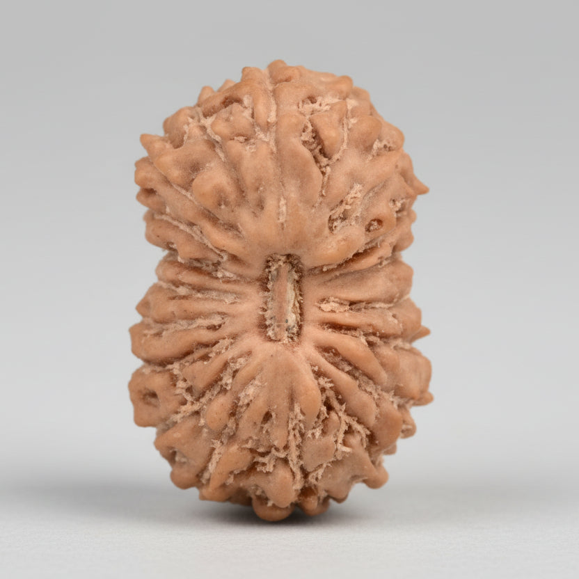 19 Mukhi from Java Indonesia Small