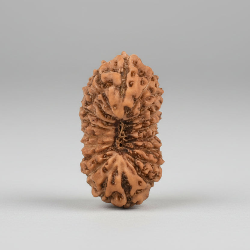 19 Mukhi from Java Indonesia Tiny