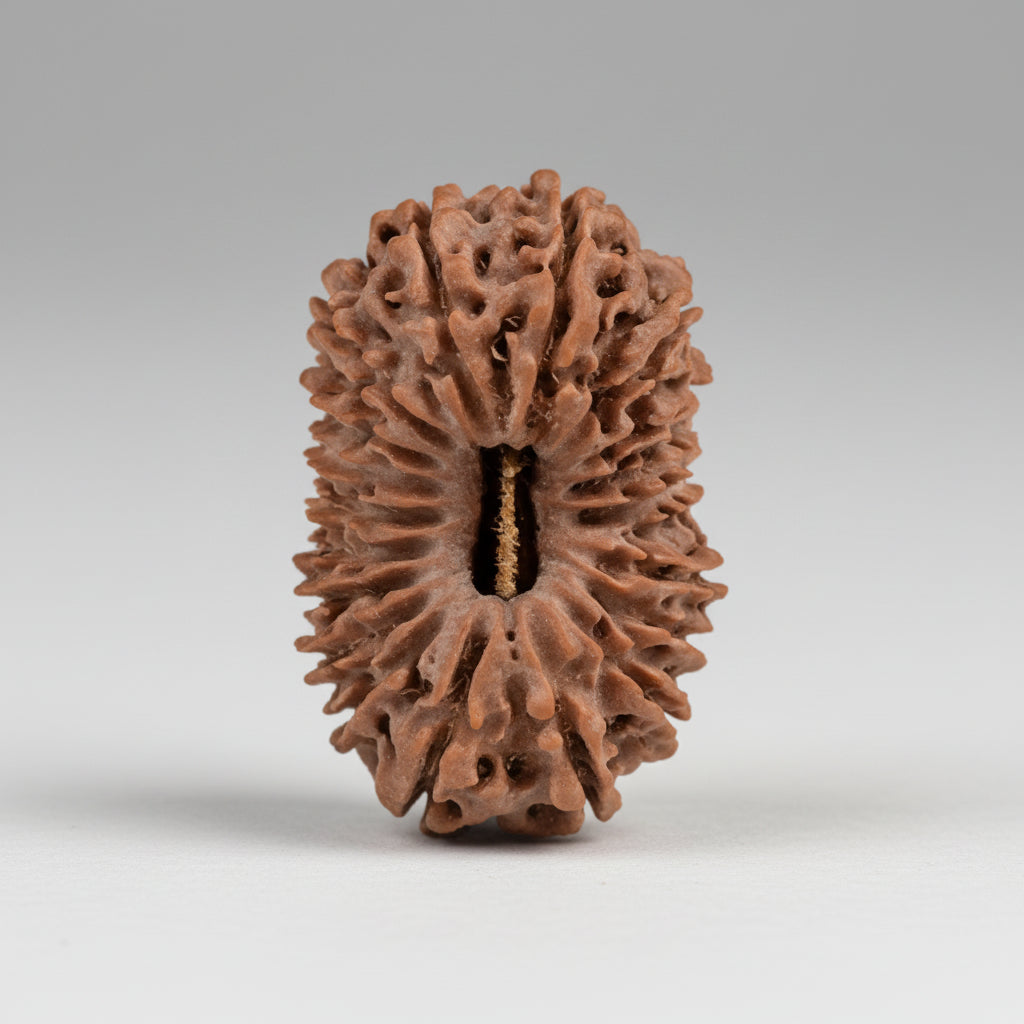 19 Mukhi from Nepal Large