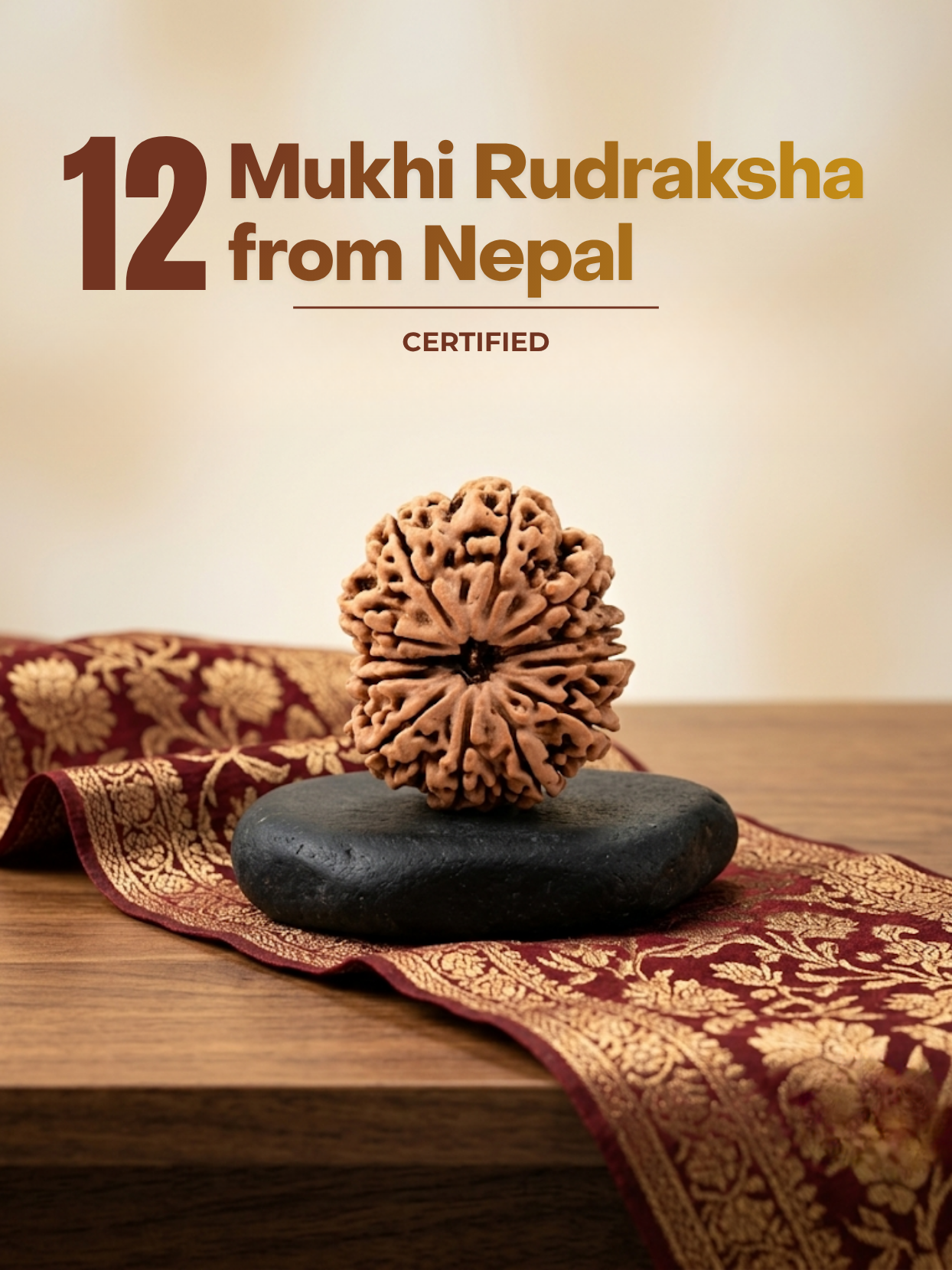 12 Mukhi Rudraksha from Nepal - 30 mm - Natural Certified Bead for Surya and Leadership
