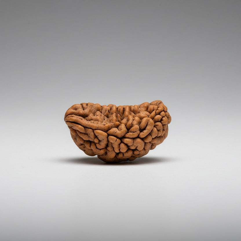 1 Mukhi Half Moon Collector