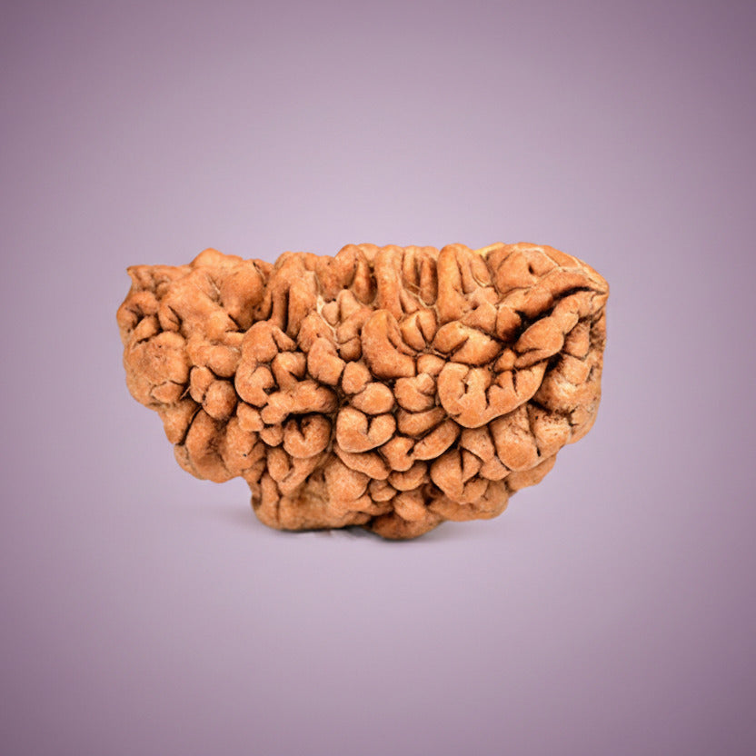 1 Mukhi Half Moon Large