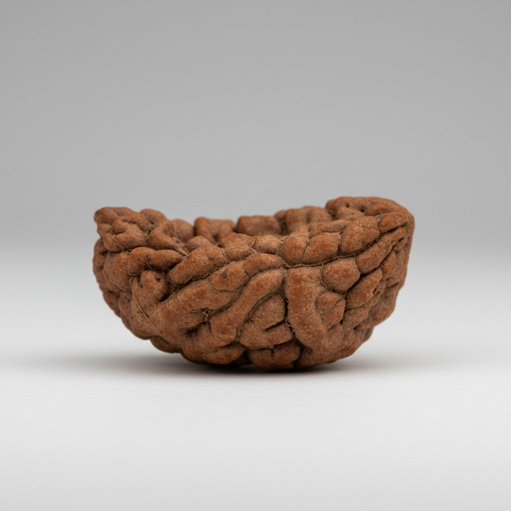 1 Mukhi Half Moon Small