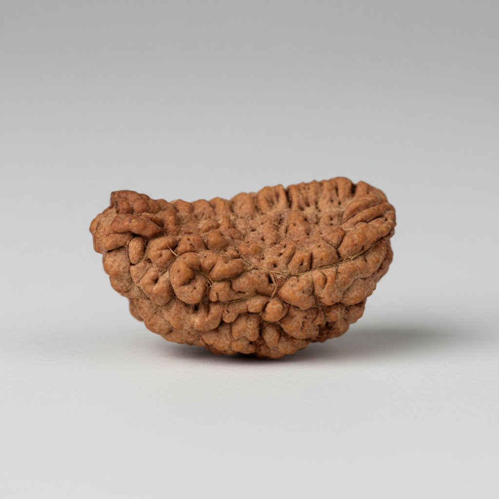 1 Mukhi Java