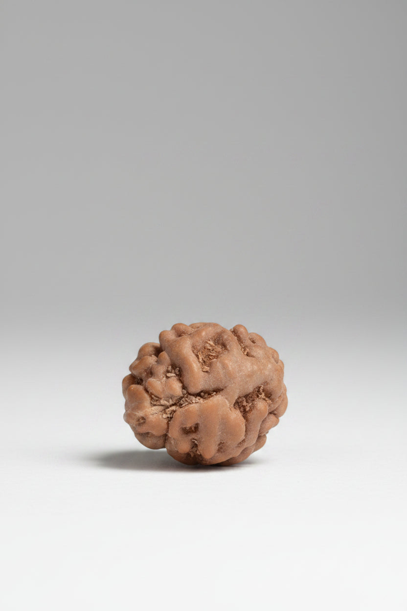 1 Mukhi Rudraksha from Java Indonesia - 15 mm