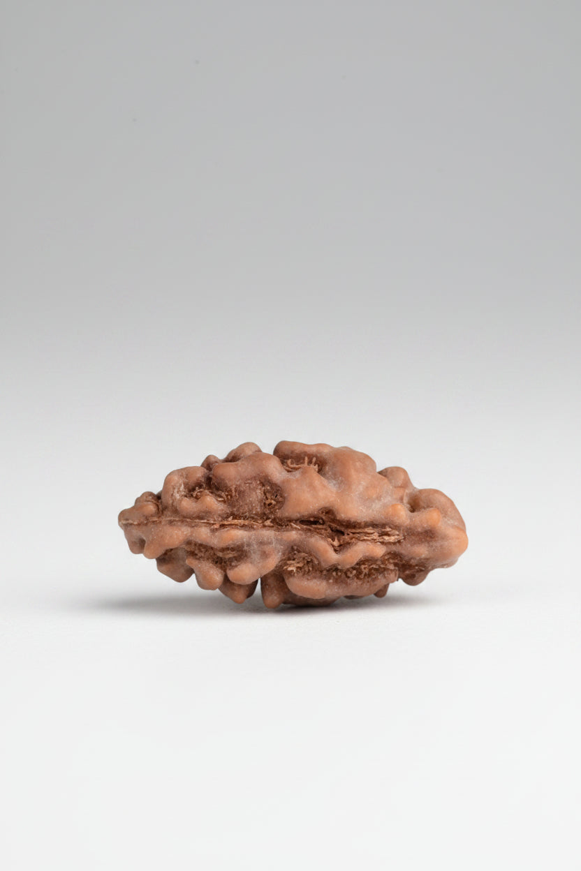 1 Mukhi Rudraksha from Java Indonesia - 15 mm
