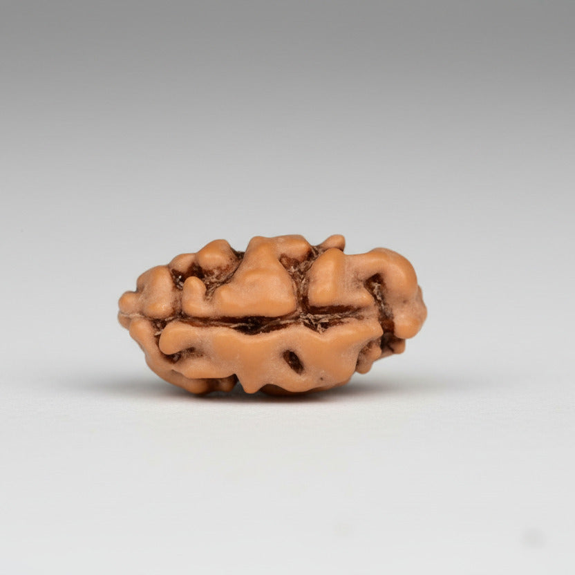 1 mukhi from Java Indonesia