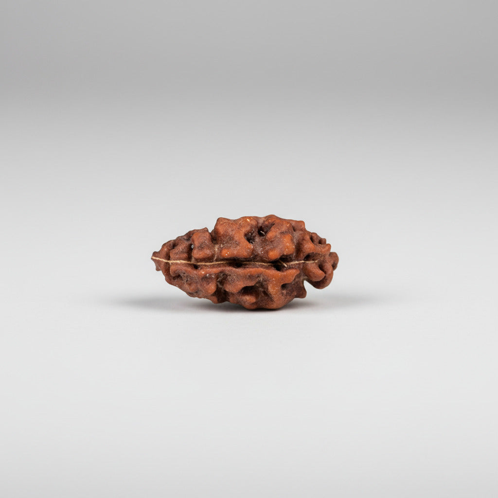 1 mukhi from java Indonesia Large