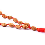 2 Mukhi Moon Mala (8 mm)-72+1 Beads (Thread)