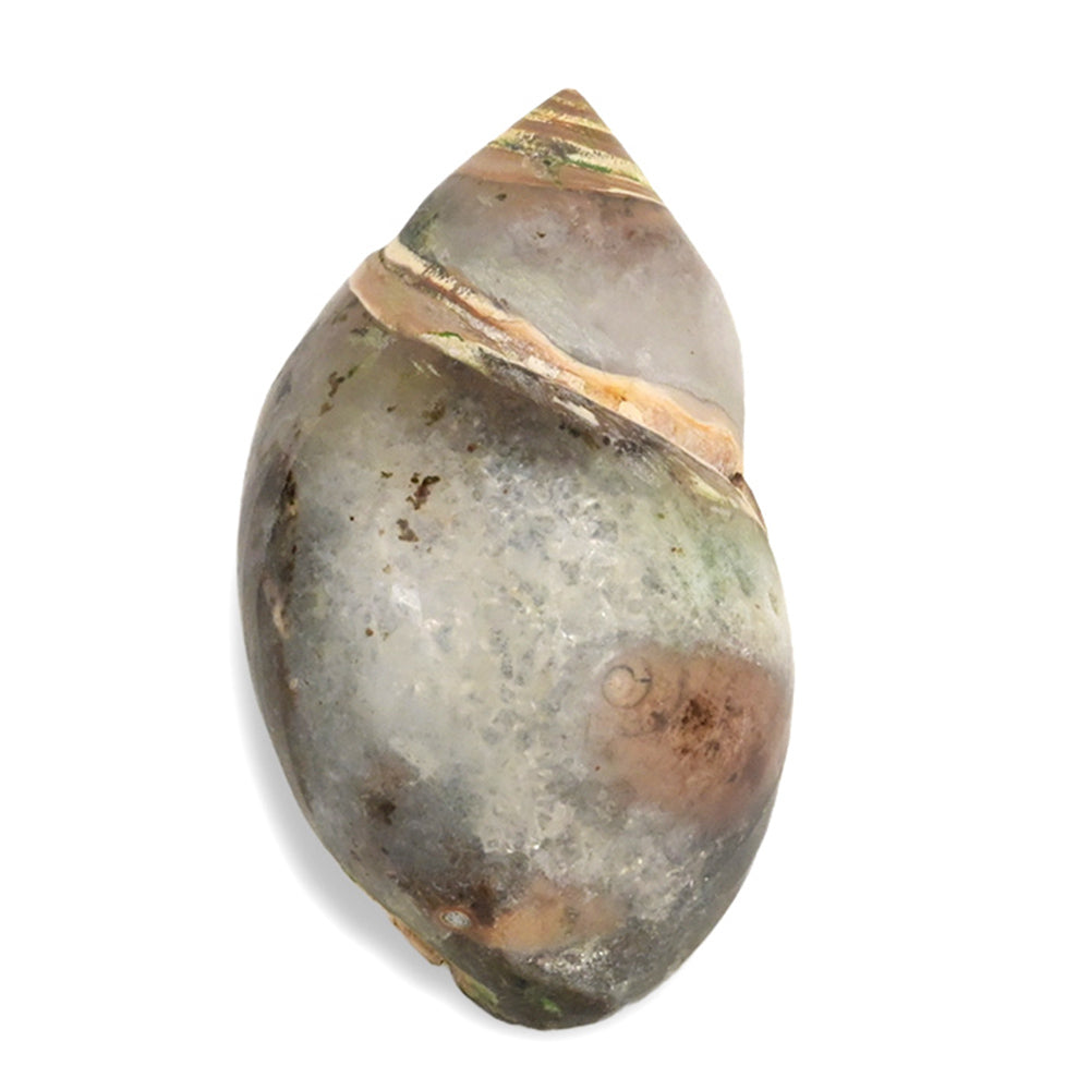 Heera Shankh - 85 gms