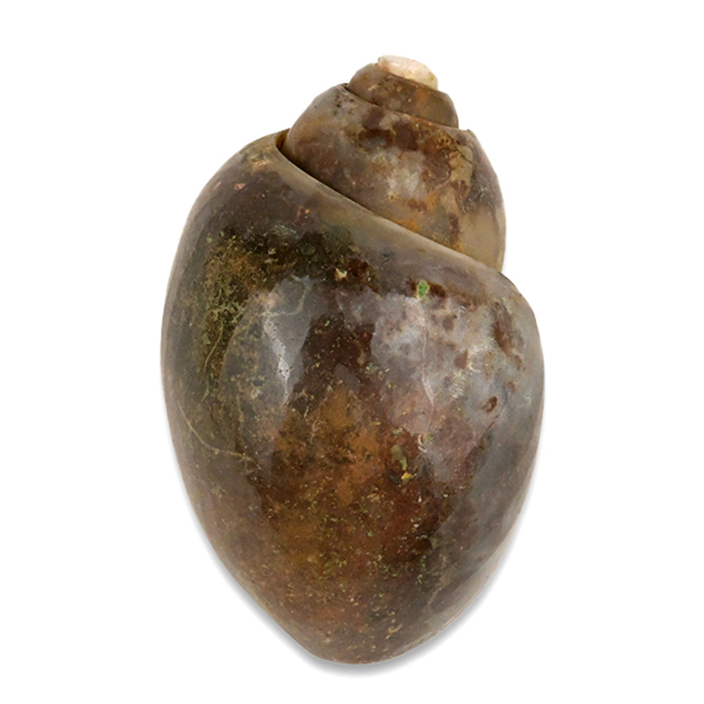Heera Shankh - 94 gms