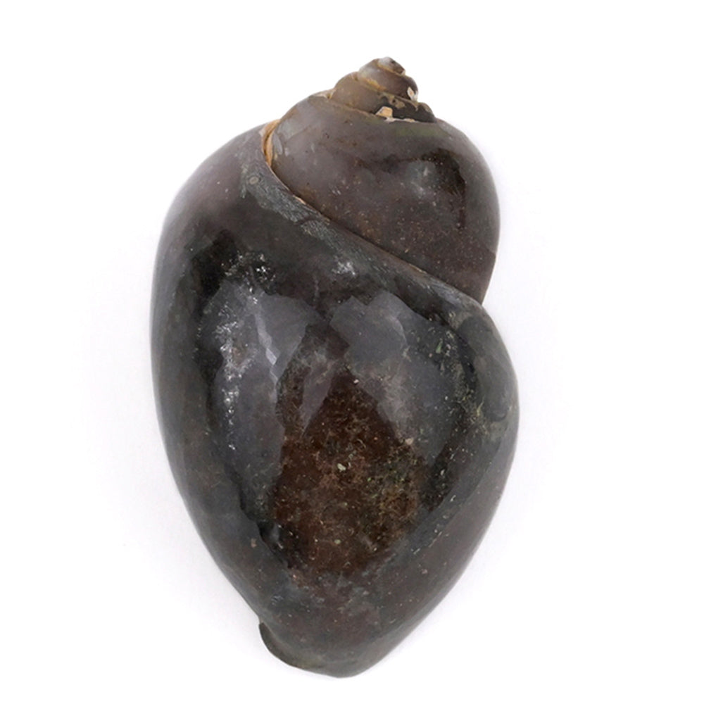 Heera Shankh - 133 gms