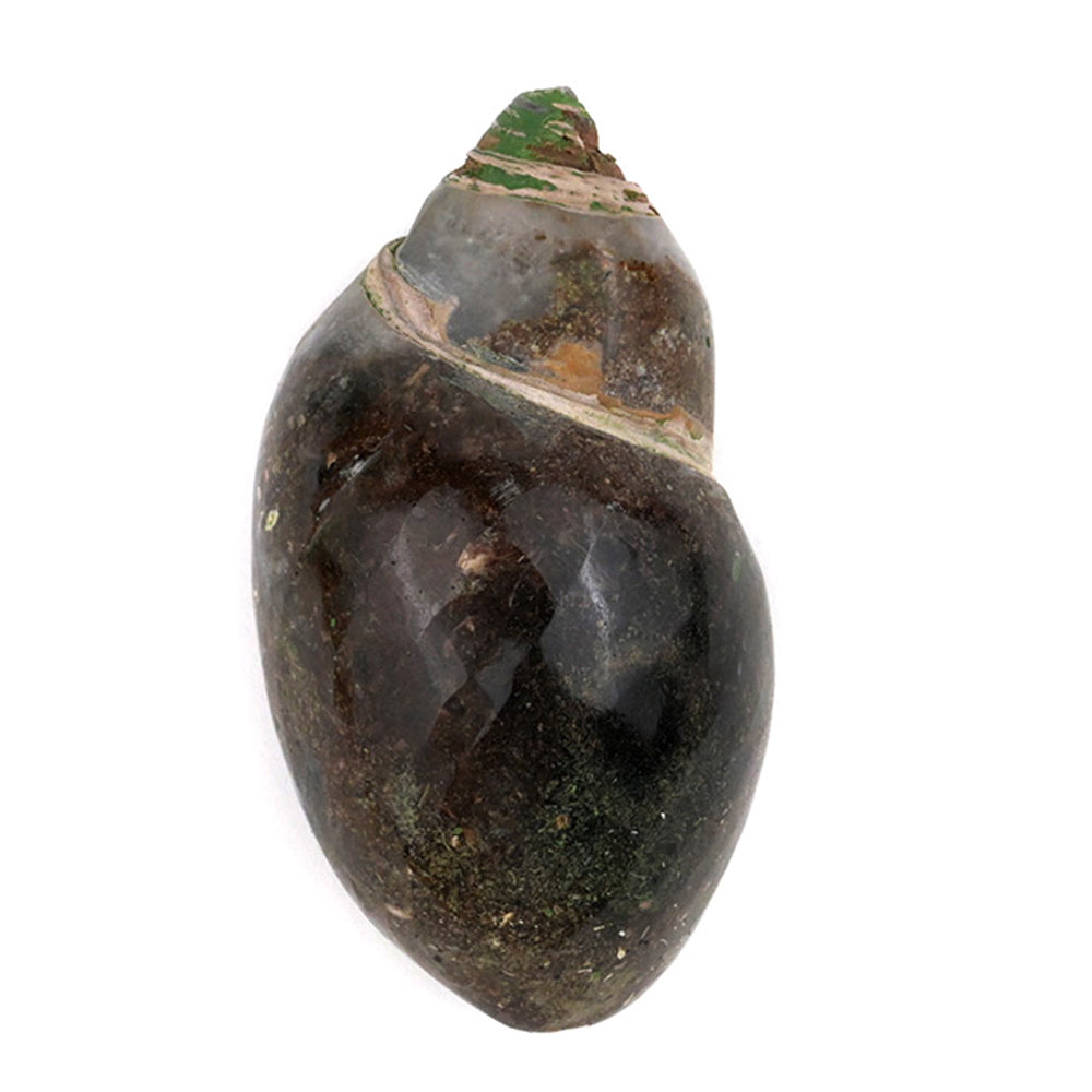 Heera Shankh (Conch) - 100 gms