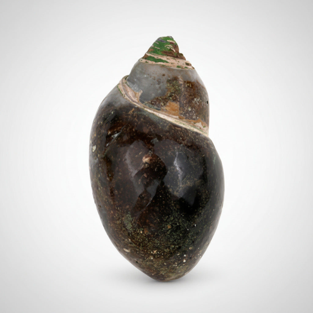 Heera Shankh (Conch) - 100 gms