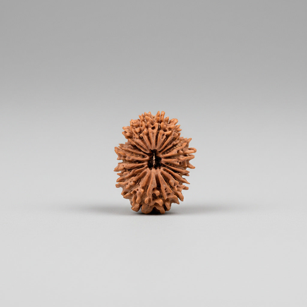 20 Mukhi Super Collector from Nepal