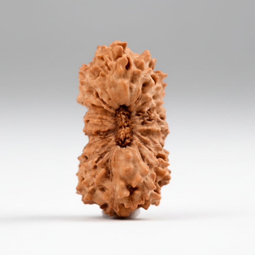 20 Mukhi from Java Indonesia Large