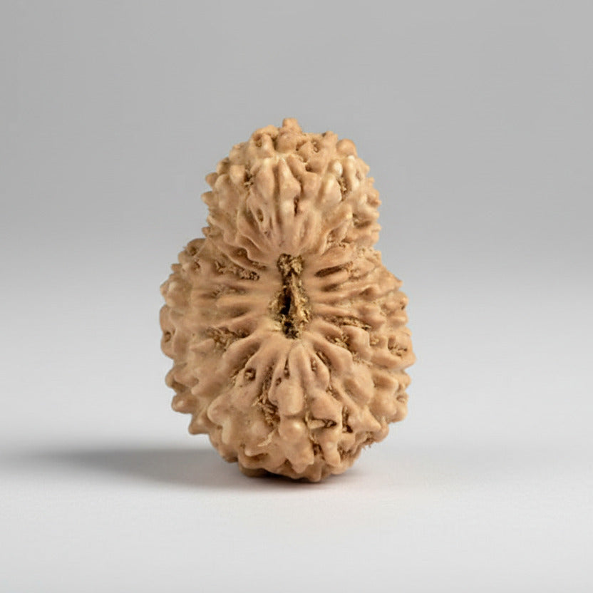 20 Mukhi from Java Indonesia Small