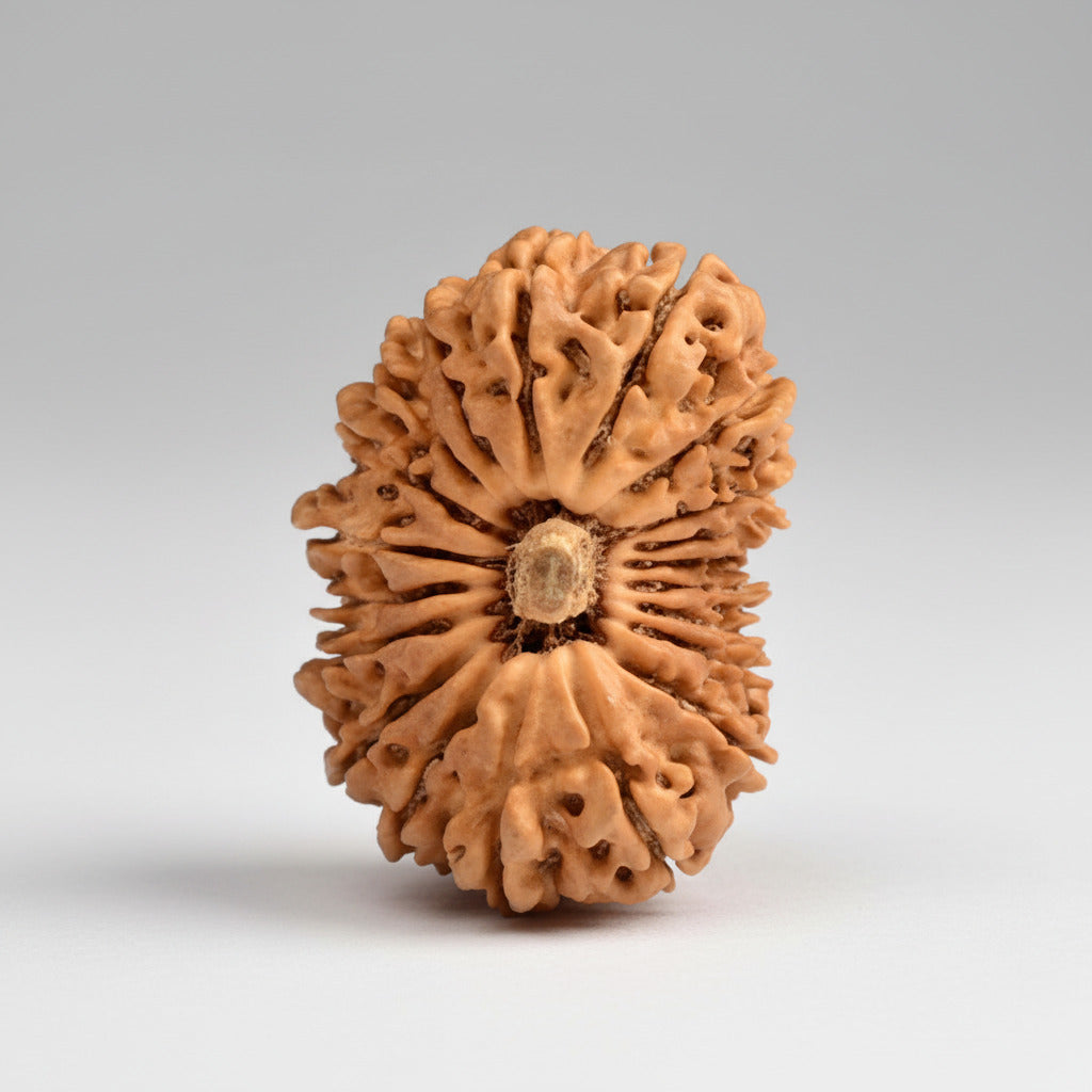 20 Mukhi from Nepal Large