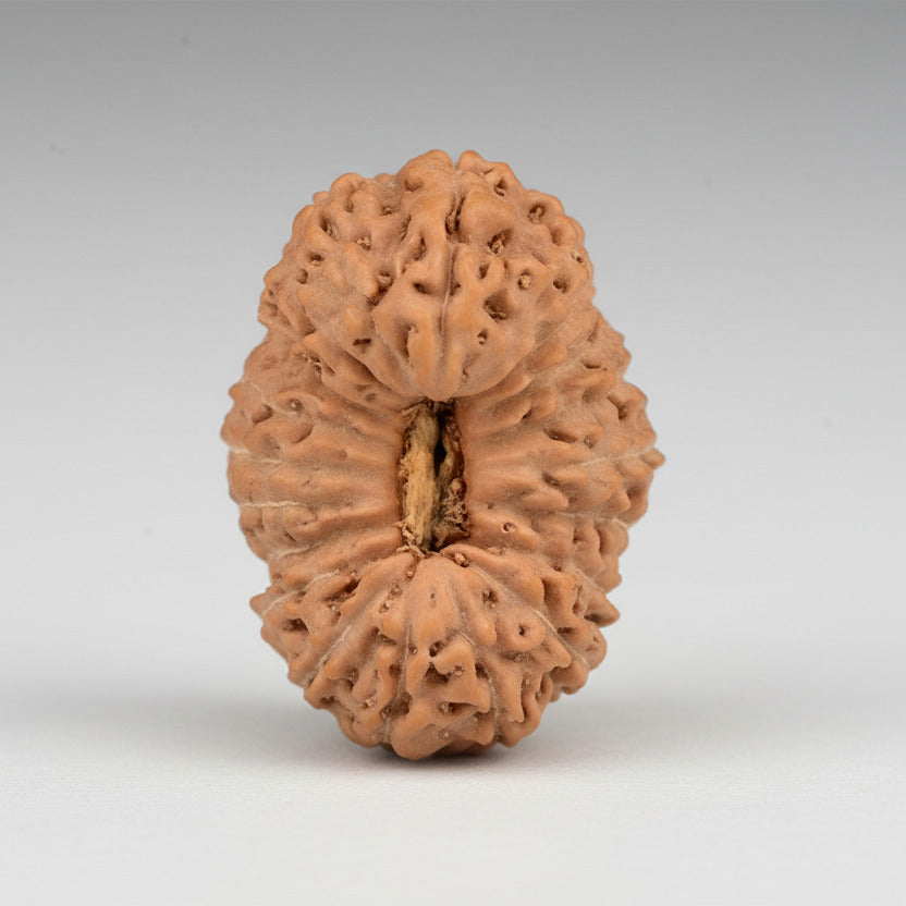20 mukhi from Java Indonesia