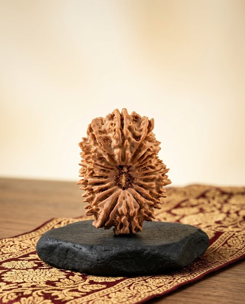 21 Mukhi from Nepal 30 mm