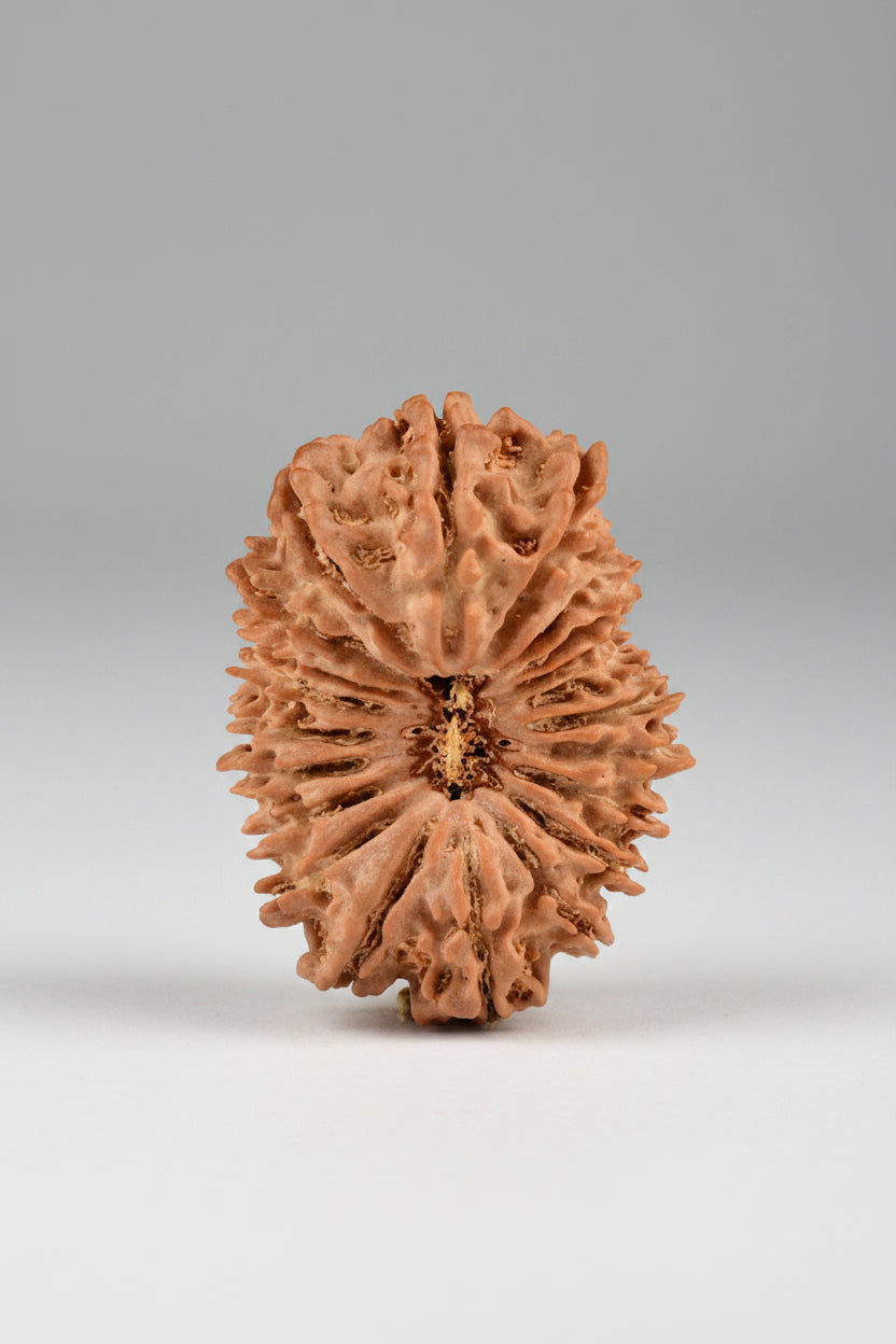 21 Mukhi from Nepal 30 mm