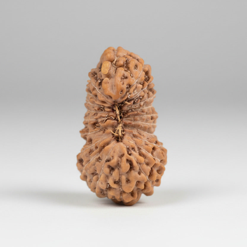 21 mukhi from Java Indonesia Large