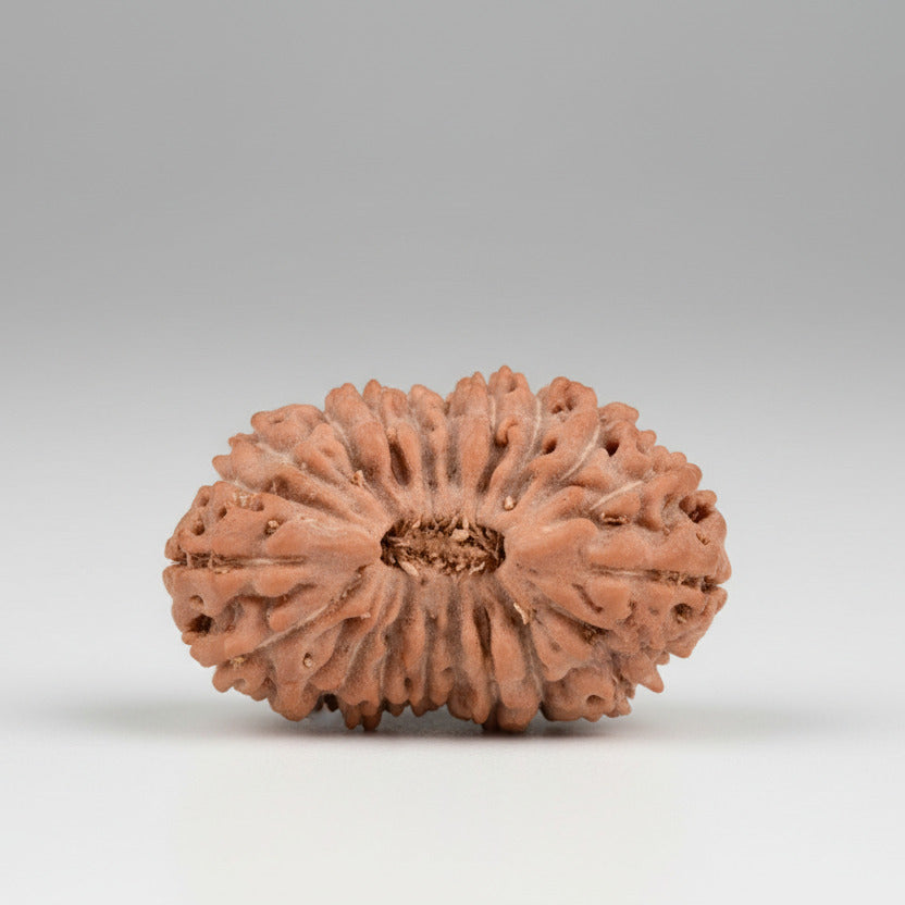 21 mukhi from Java Indonesia Small