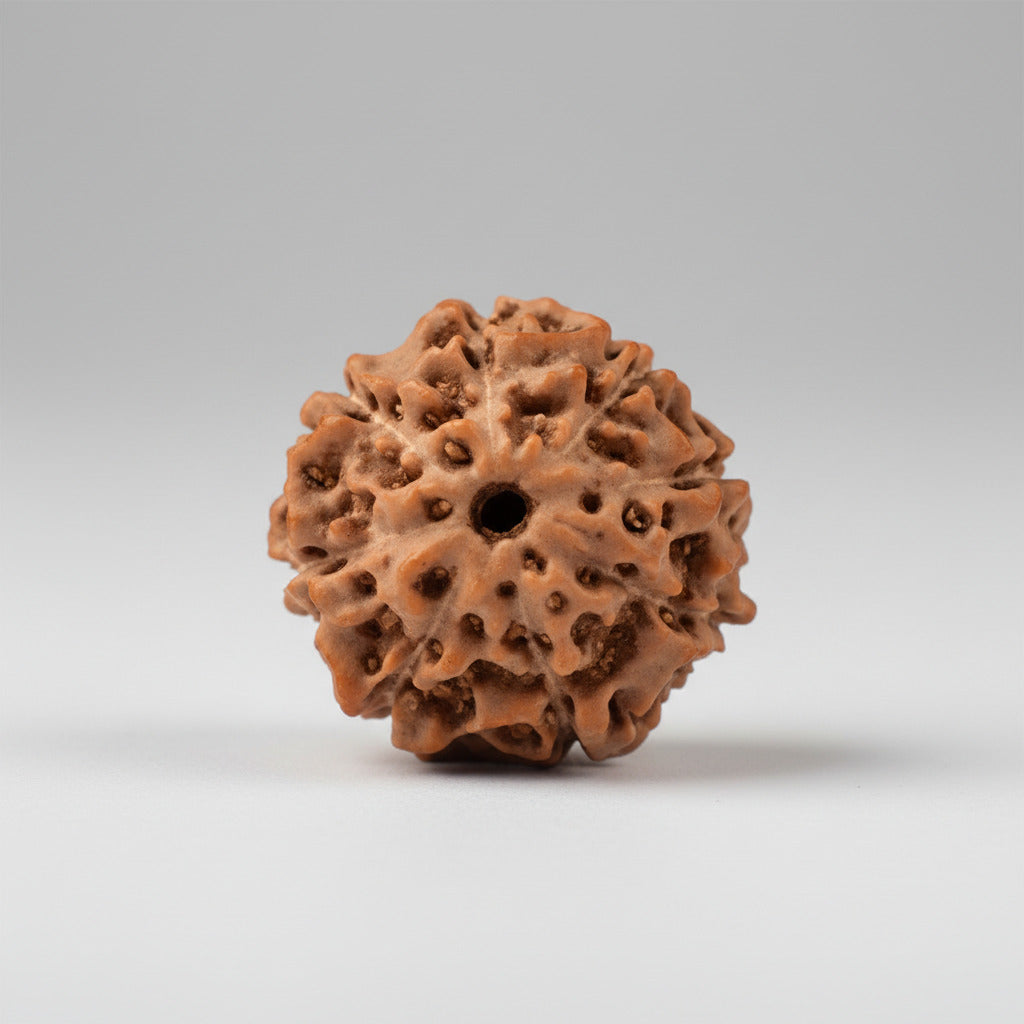 Eight Mukhi from Java Indonesia Small