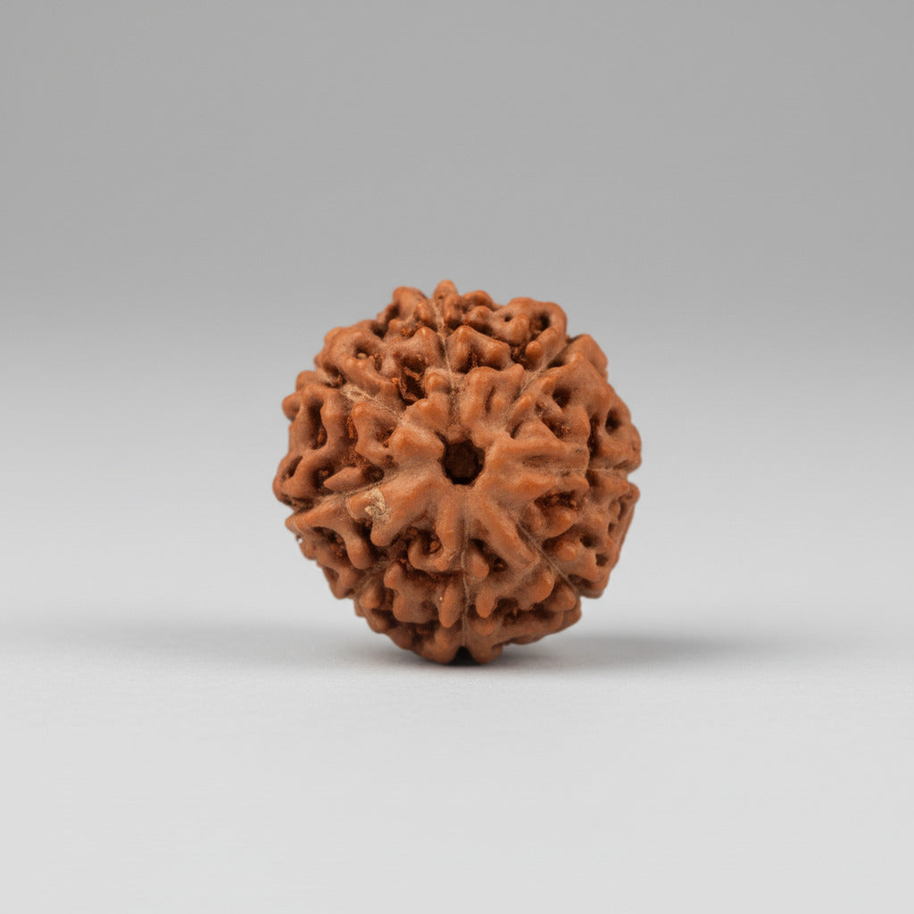 Eight Mukhi from Java Indonesia