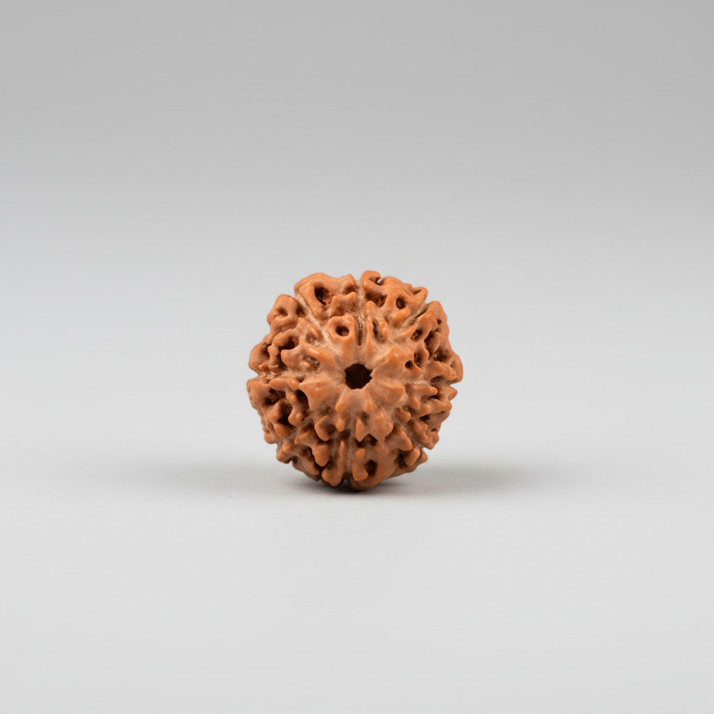 Eight Mukhi from Java Indonesia Large