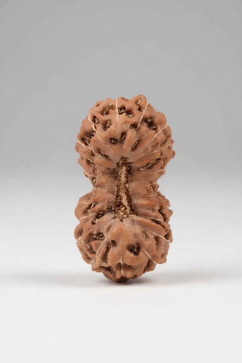 22 Mukhi Rudraksha Bead | Premium Java Indonesian | 14 mm - ManiMonk