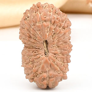 22 mukhi from Java Indonesia