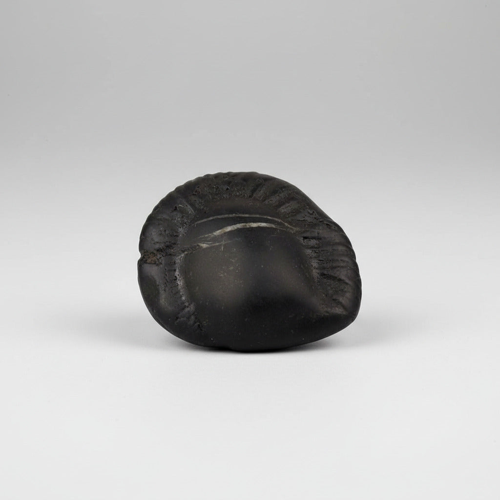 Kalpavriksha Laxmi Shaligram Shila - I