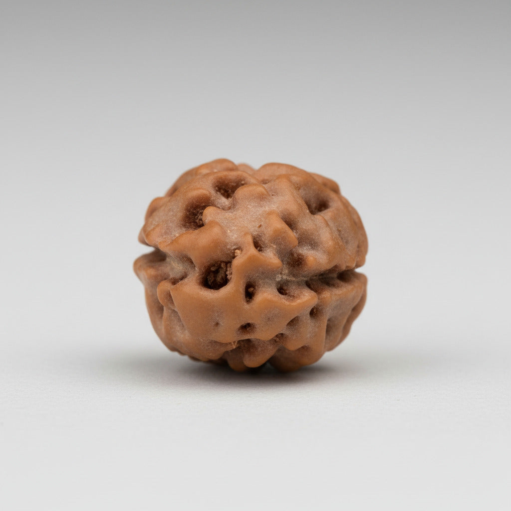 Two Mukhi from Java Indonesia Small