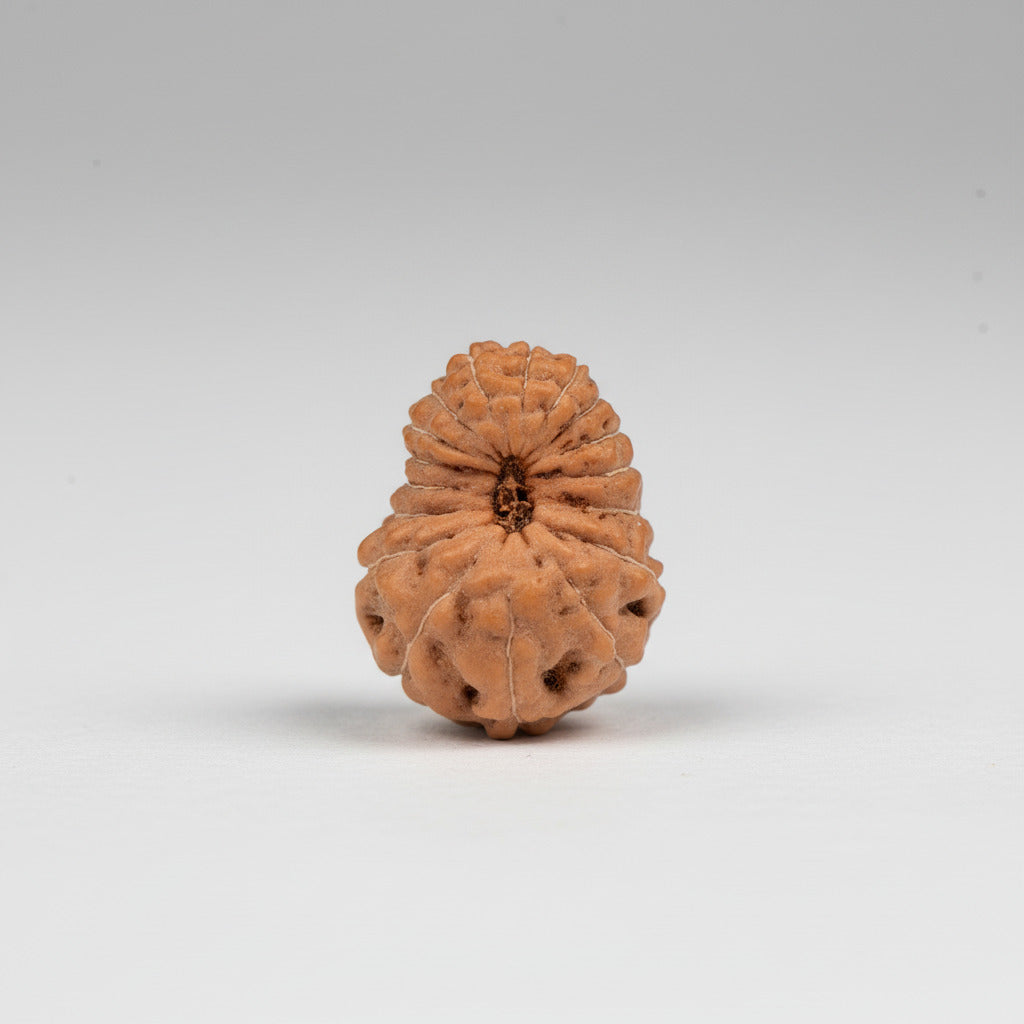 Seventeen Mukhi from Java Indonesia LXVII